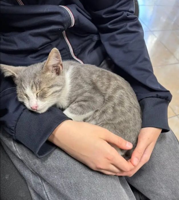 Отдам даром в добрые руки серо-белого котенка