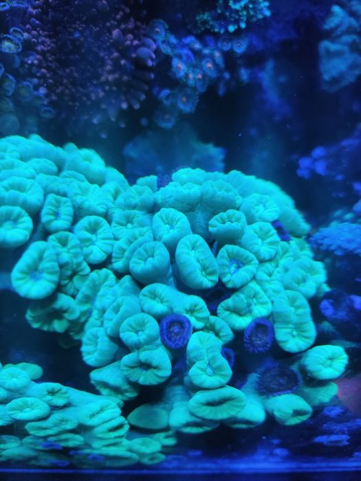 Caulastraea green fluo