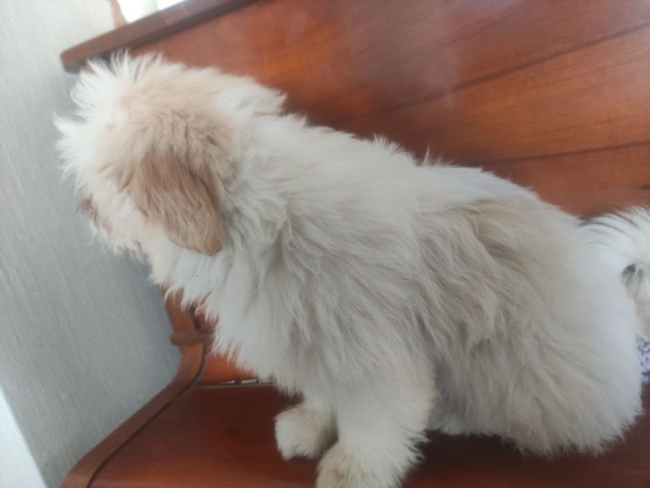 Малыш Ши-тцу ,мальчик