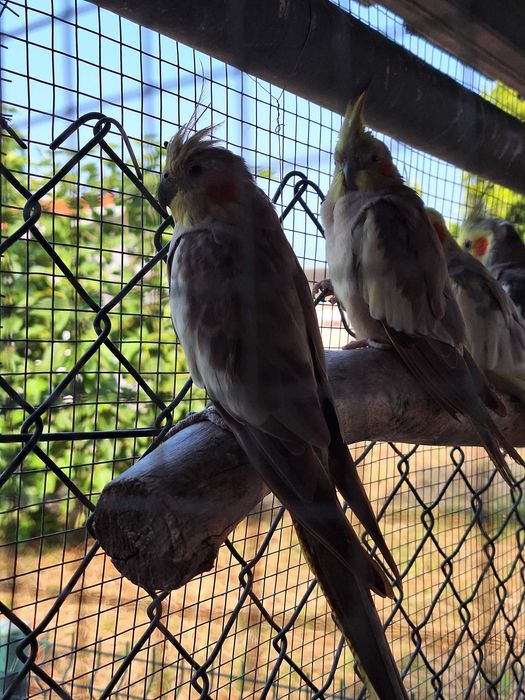 Caturras não sexadas