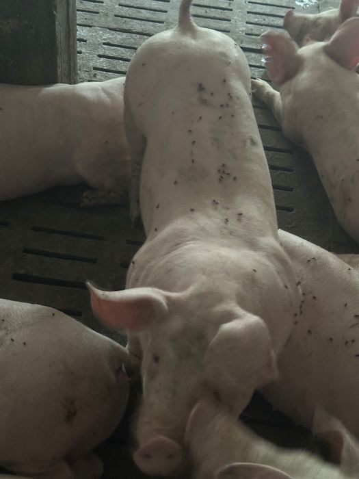 Свині живою вагою