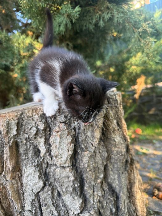 Кошенята