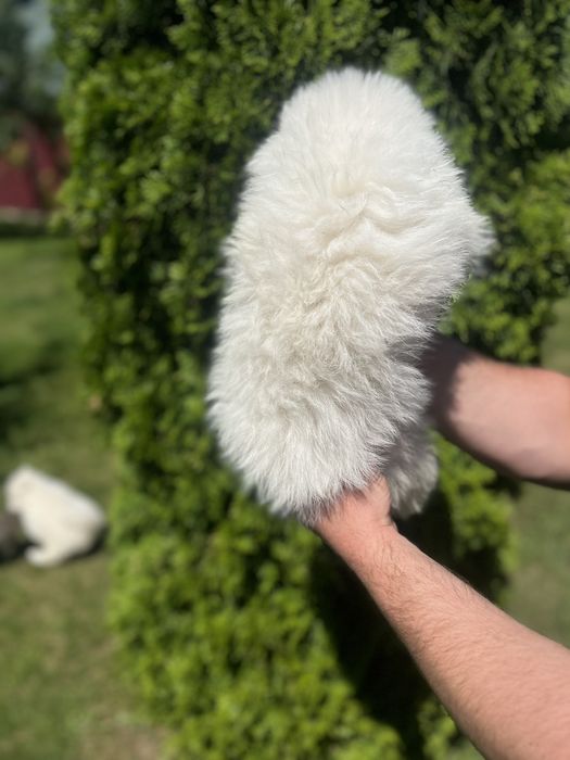 Цуценята самоед лайка