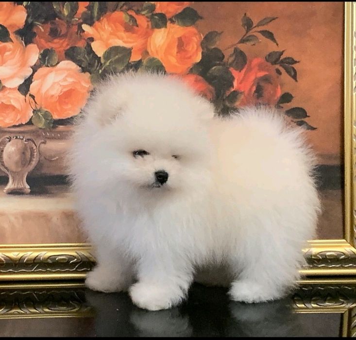 Pomeranian. Bialo- cremowy  piesek