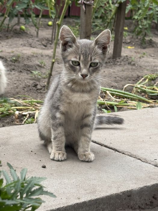 Котики шукають свою  домівку