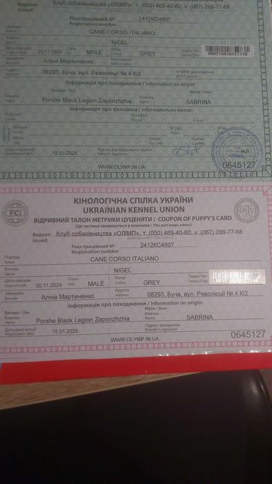цуценята кане корсо до продажу