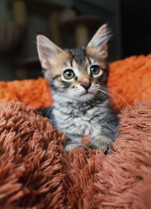 Маленька смугаста киця Тигруля чекає на тебе! Кошеня 3м (котенок)