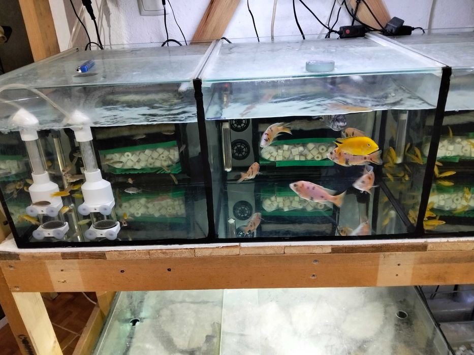 Ciclínios africanos