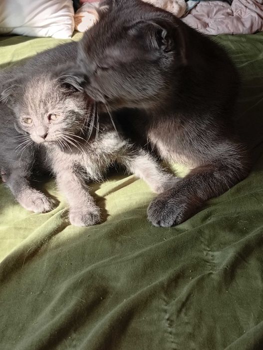 Kocurek szkocki kłapouchy