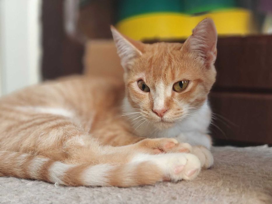 Фенікс з непростою долею шукає дім