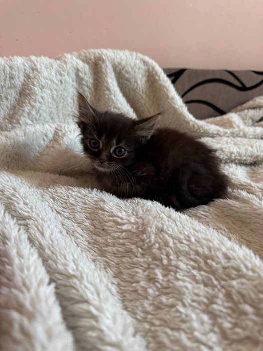 Віддамо котиків в добрі руки