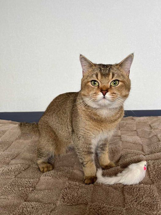 В'язка котів. Шотландський прямовухий кіт, золота шиншила