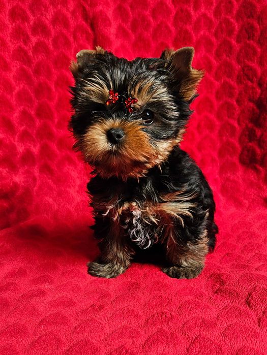Yorkshire Terrier - piesek z Rodowodem