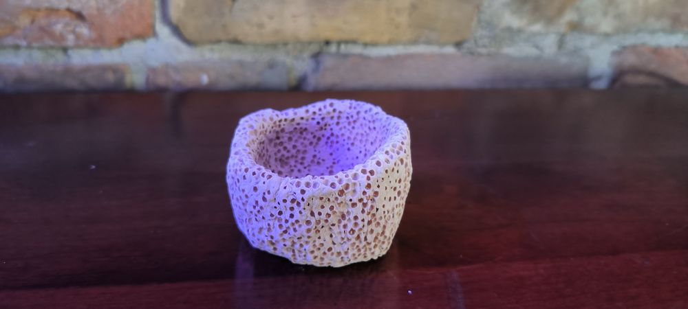 Gniazdo dla ukwiała