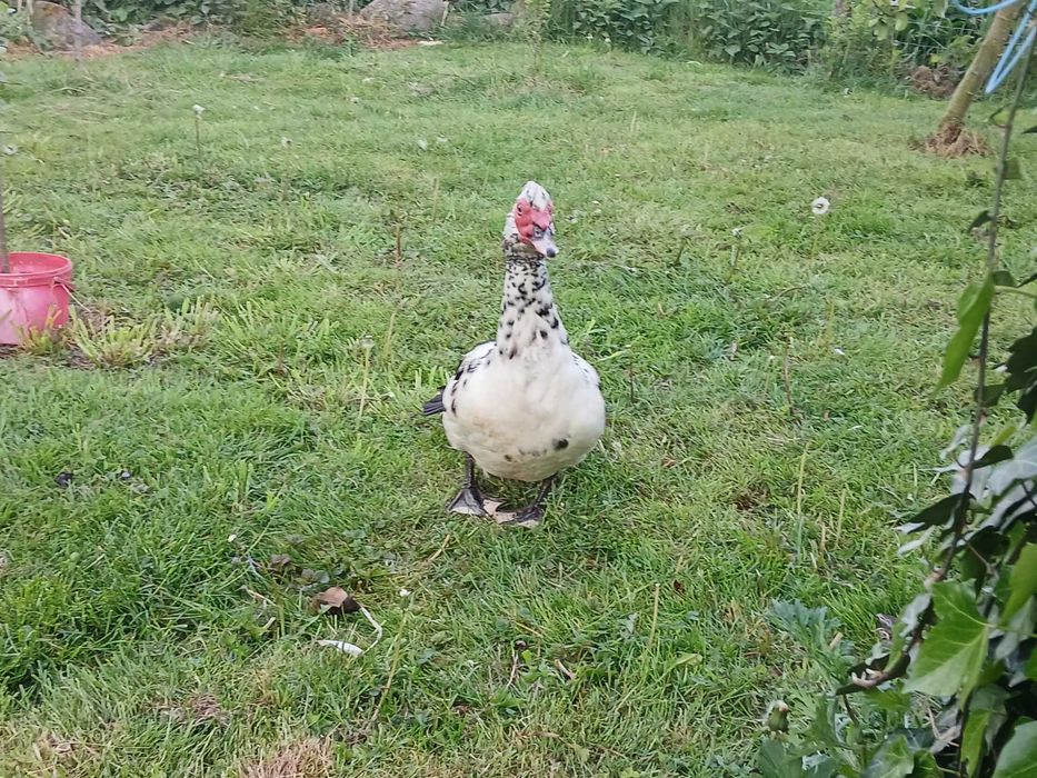 KACZOR piżmowy (Cairina moschata),