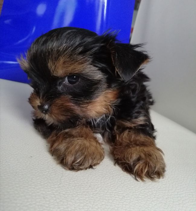 Yorkshire Terrier szczenięta maluszki