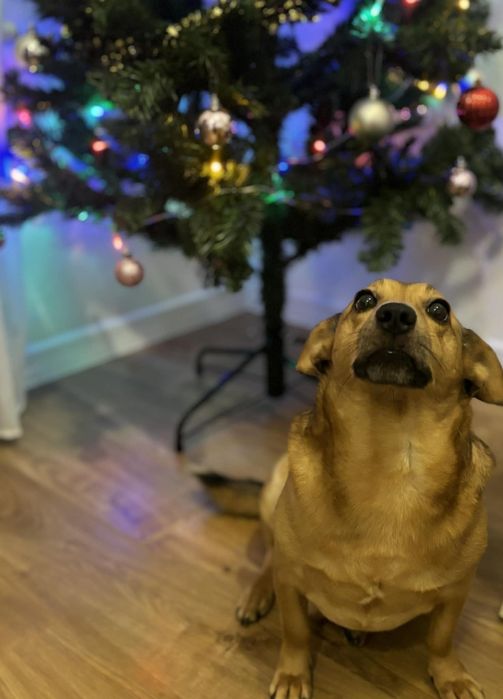 Krakers szuka kochającego domu