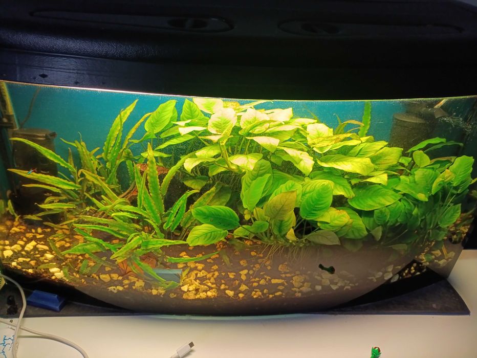 Anubias sprzedam