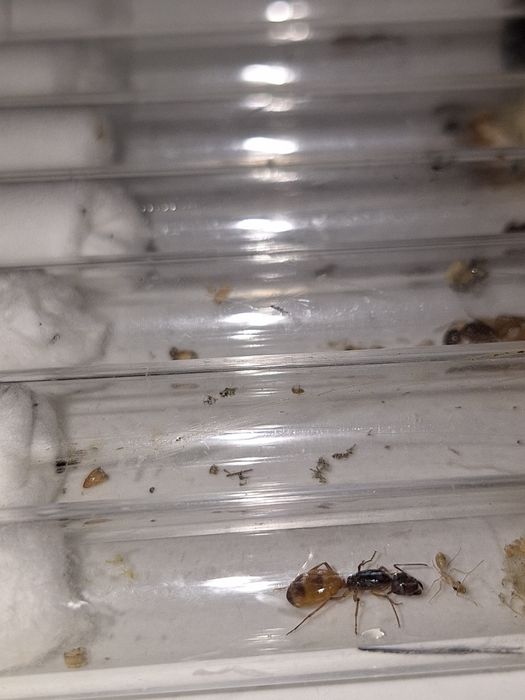 Camponotus fedtschenkoi 1Q + 1-3W - mrówka, mrówki