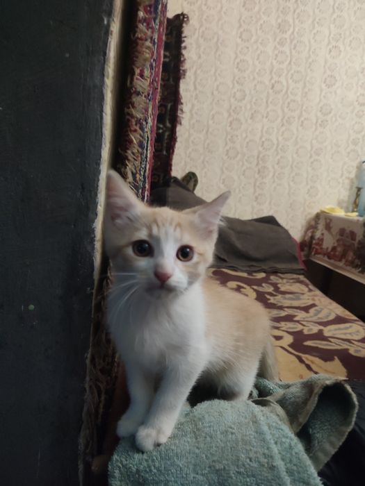 Віддам кошенят в хороші руки