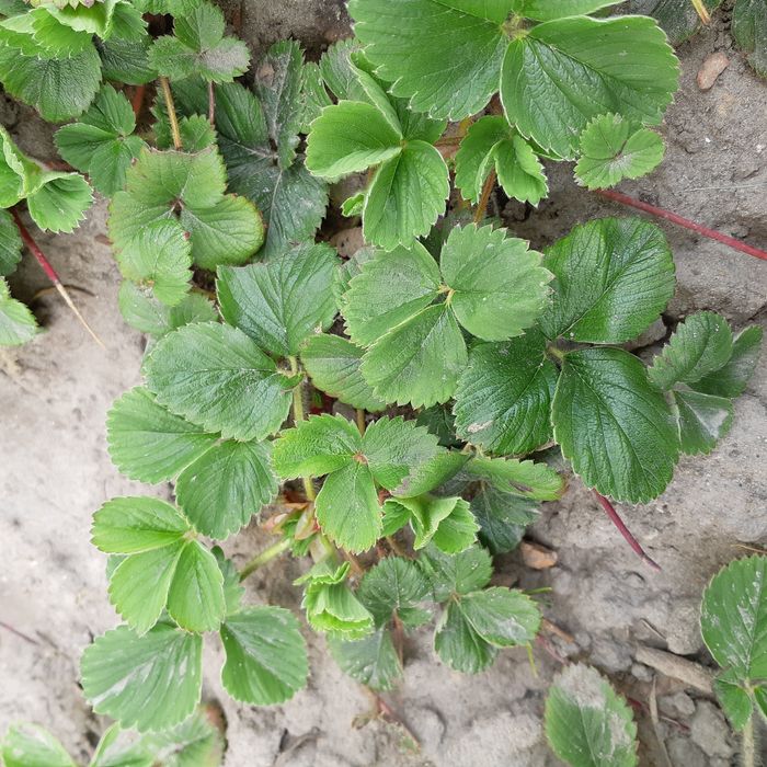 Саджанці білої полуниці Анабланка сажанци белой клубники Анабланка