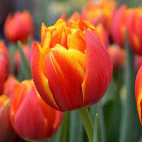 100кг- 50грн/кг, від 500 до 1т - 40 грн,від тонни по 30 грн