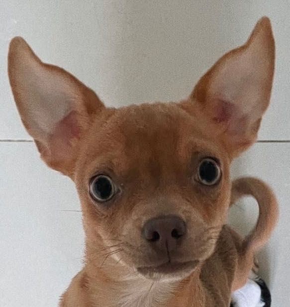 В’язка чихуахуа (19.11.2021р.н.)