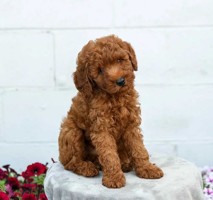 Poodle red disponivel