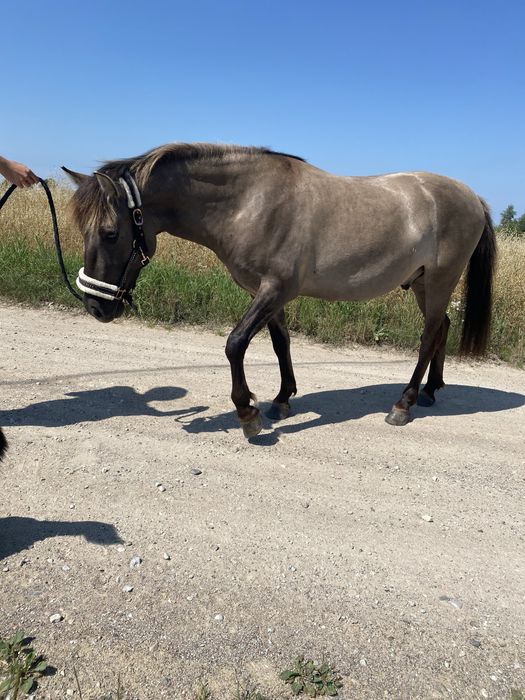 Konik polski wałaszek.