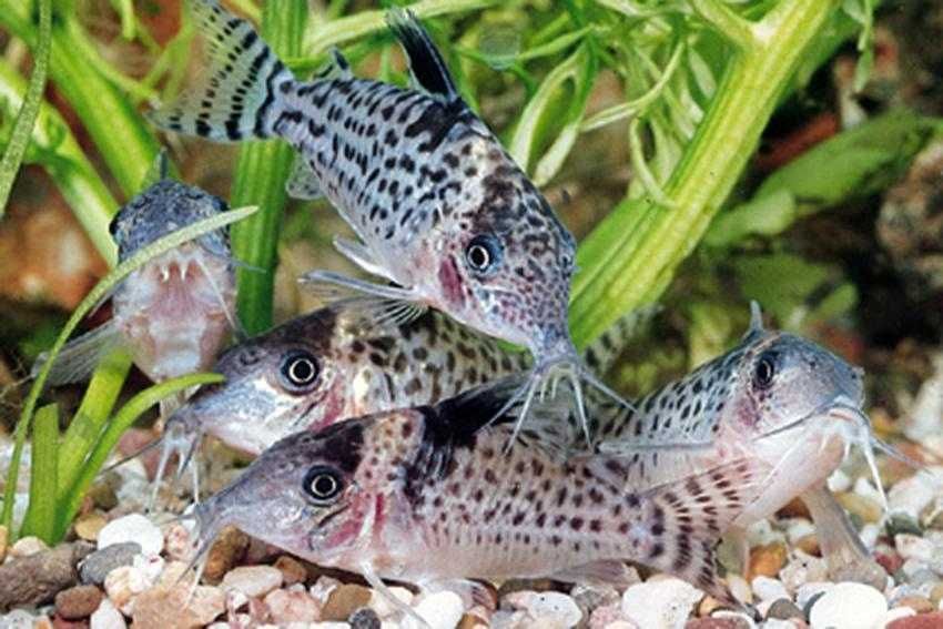 Kirysek jaguarowy - Corydoras ambiacus - Kirys - dowóz, wysyłka