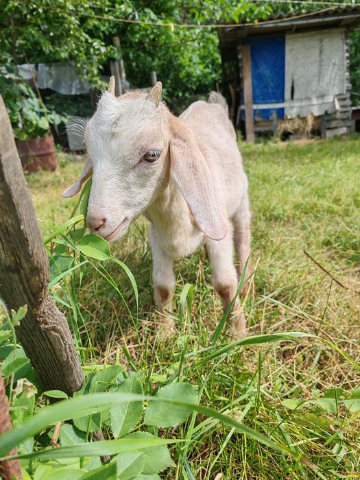 Продам дві кізоньки.Ціна договірна