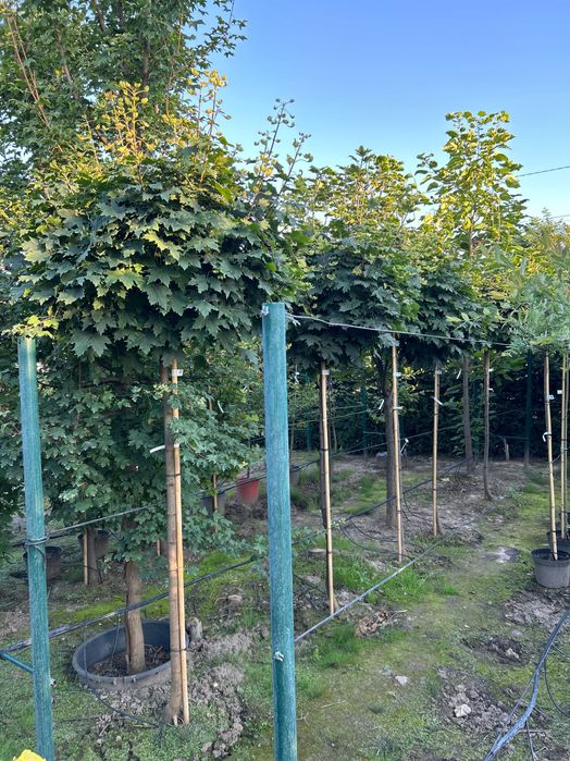 Клен  Globosum | Royal Red | Drummondii