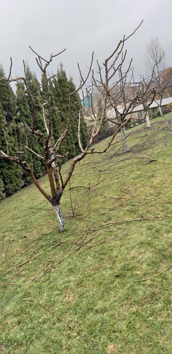 Обрізка плодових дерев.