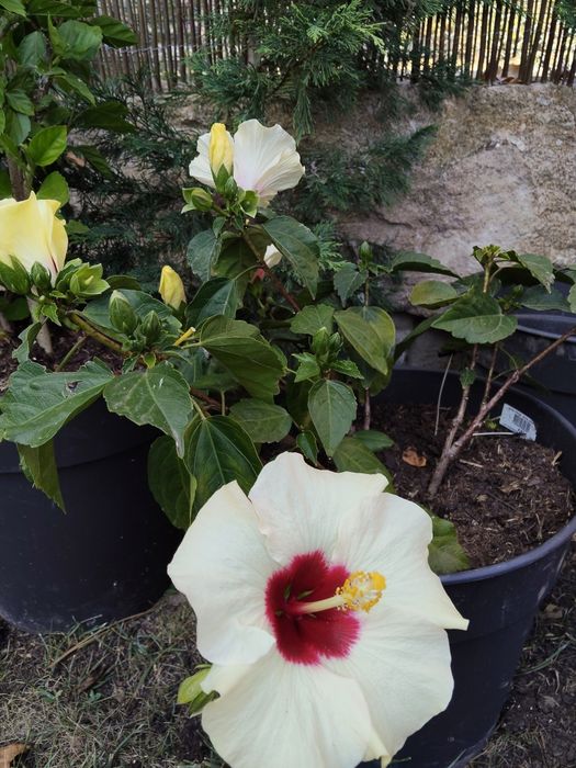 Vendo 2 Hibiscos. Preço dos 2