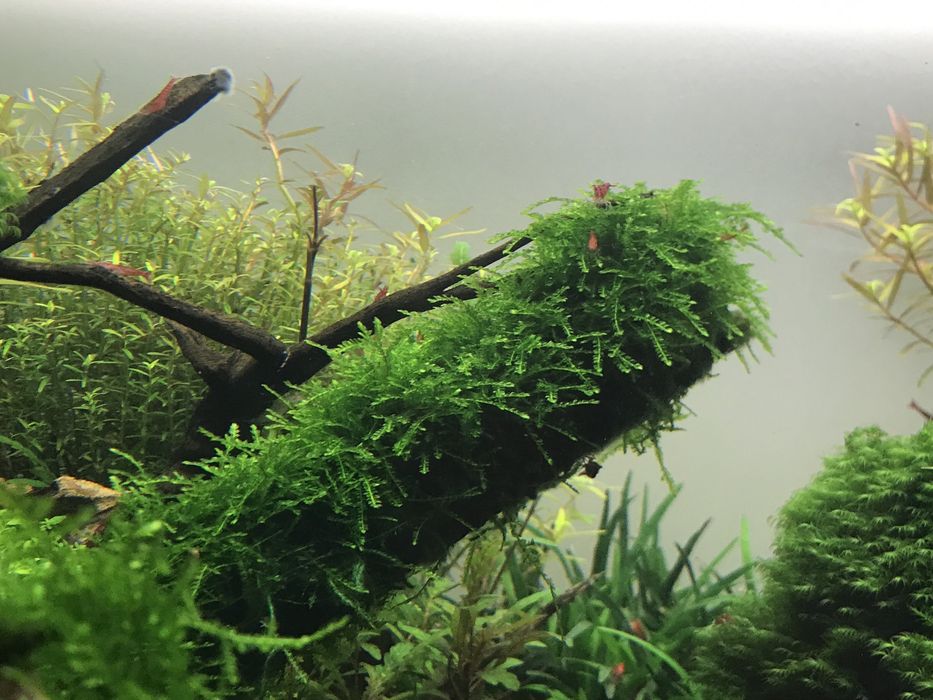 Plantas aquário, musgos e camarões