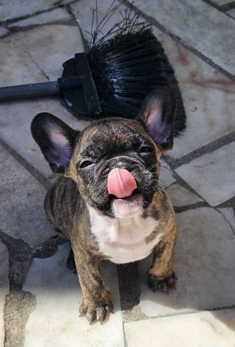 Bulldog francês negócio