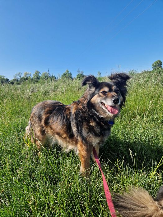 Chałka lękliwa sunia szuka domu