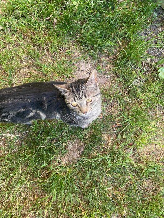 Котики в добрі руки