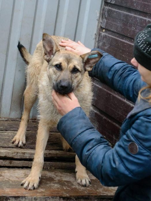 Гарний песик з бородкою шукає дім!