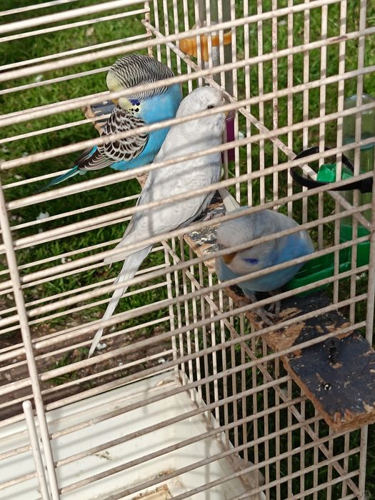 Sprzedam papugi faliste i Nimfy i inne gatunki