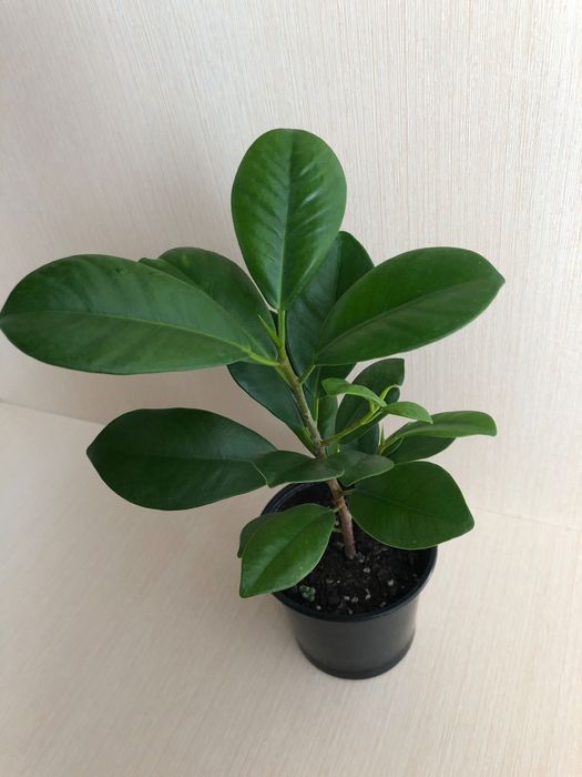 Фікус Мокламе фикус