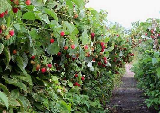 Sadzonki jeżyny - duży owoc WYSYŁKA