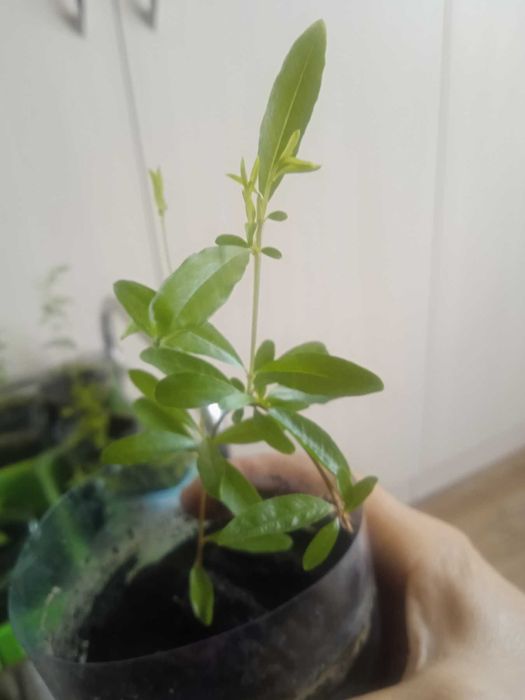 Саджанці граната кімнатного від 55 грн.(без врахування комісії)