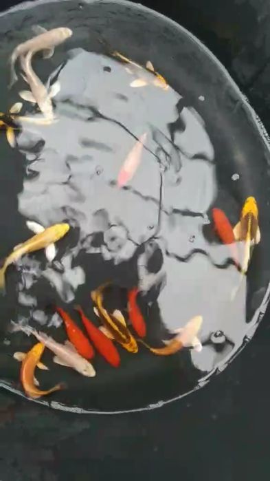 Короп кої для ставка