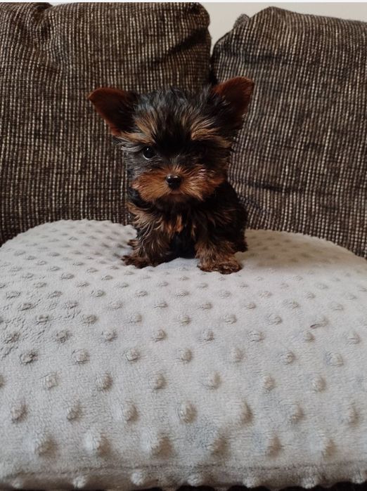 Miniaturowy chłopczyk Yorkshire Terrier