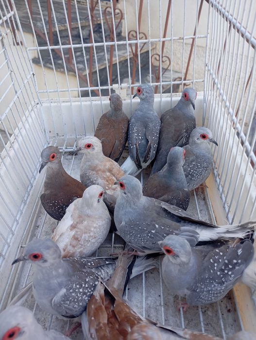 Vendo rolinha diamante