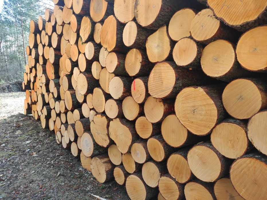 SKUP  WYCINKA Drzewo Brzoza Olcha  Sosna Tartaczna dłużyca kłoda