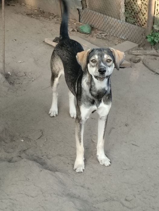 Кая шукає родину