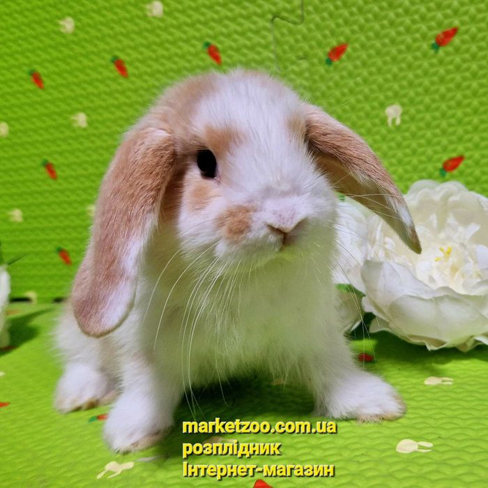 Мини міні mini lop вислоухий карликовый баранчик кролик кролики крольч