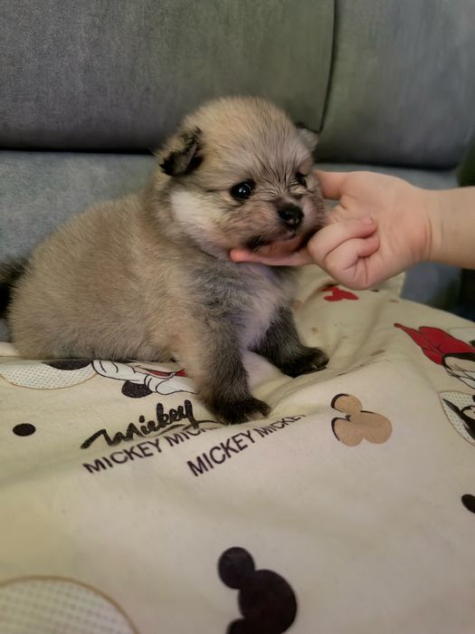 Очаровательные детки кучеряшки той пудель